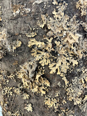bark of a tree
