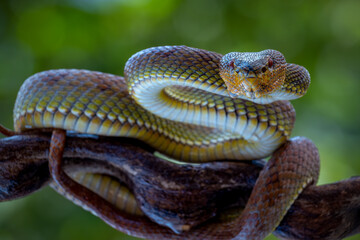 close-up Venomous Mangrove pit Viper