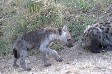 A hyena cub playing with its mother