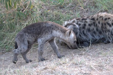A hyena cub playing with its mother