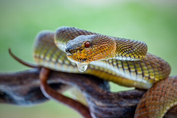 close-up Venomous Mangrove pit Viper