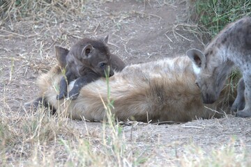 Naklejka premium A hyena cub playing with its mother