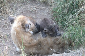 Obraz premium A hyena cub playing with its mother