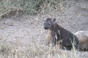 Fototapeta premium A hyena cub playing with its mother