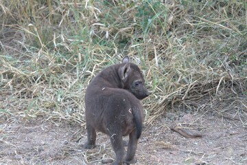 A hyena cub playing with its mother