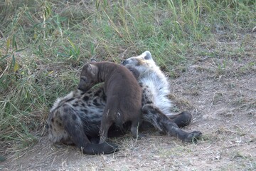 A hyena cub playing with its mother
