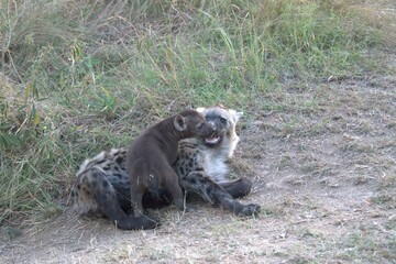 A hyena cub playing with its mother