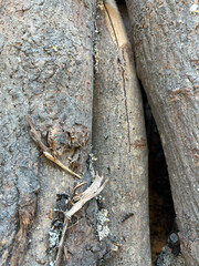 bark of a tree