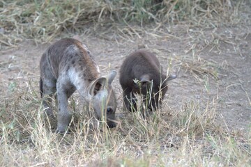 Naklejka premium A hyena cub playing with its mother