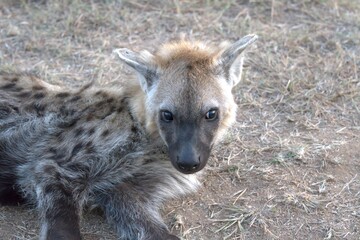 Naklejka premium A hyena cub playing with its mother