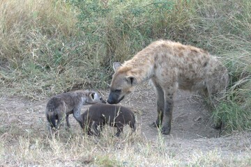 A hyena cub playing with its mother