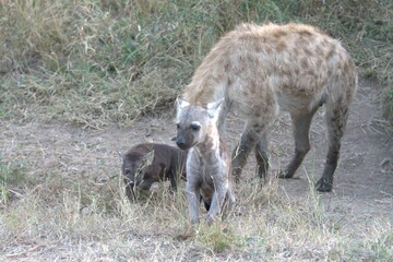 A hyena cub playing with its mother
