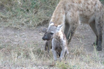 A hyena cub playing with its mother