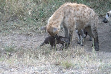 A hyena cub playing with its mother