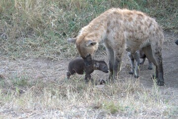 A hyena cub playing with its mother