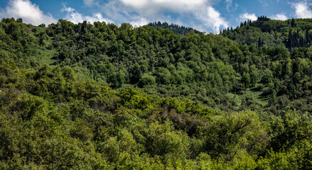 green forest in the mountains