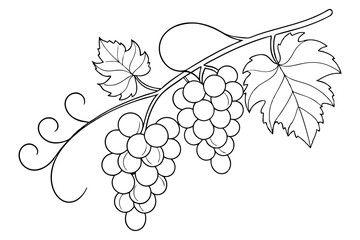 Stylized grape cluster line art sketch