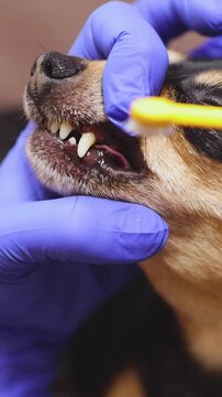 Veterinarian specialist holding small dog, vet cleaning whitening dog teeth at home with toothbrush and dental floss, small black young dog tooth hygiene, dental domestic treatment, close-up view