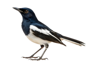 Black magpie on white background 