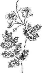 Greater celandine sketch. Poisonous plant hand-drawn vector illustration. Medicinal herb drawing. NOT AI generated