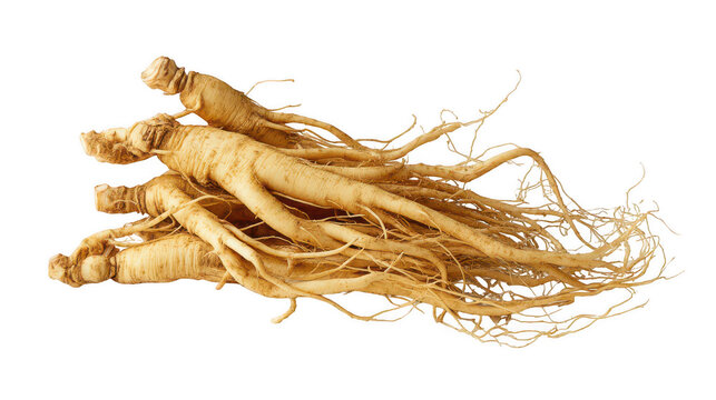 Pile of ginseng roots isolated on white background, png, transparent