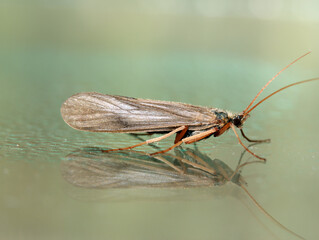Adult caddisfly (Molanna flavicornis) posing on glass, reflected like on water, pale green bokeh, macro close-up. 