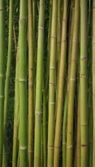 Fototapeta premium Close-up of natural bamboo stalks, showing texture and grain , design, graphic