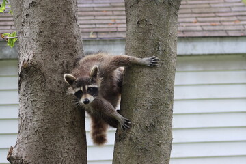 Raton laveur dans un arbre