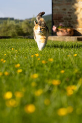 Portrait of a cute relaxed cat