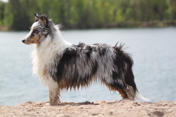 Blue merle shetland sheepdog on beach scenery