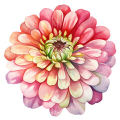 Fototapeta premium Watercolor Zinnia Flower, clipart Illustration, Generative Ai