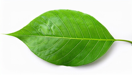 Obraz premium green leaf isolated on white background with delicate veins and texture greenery green isolated