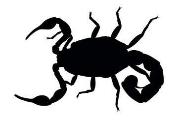 Vector art of Black scorpion silhouette isolated on white background