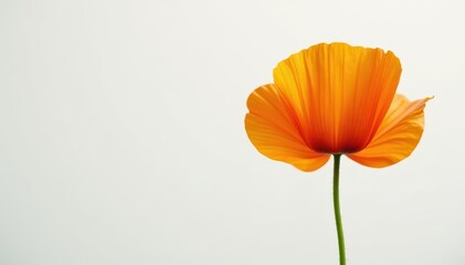 Fototapeta premium A single California poppy, vibrant orange petals, delicate, against white , flower photography, flower, design element