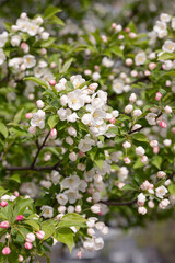 Apple trees bloom in spring - close-up of white flowers.