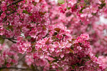Beautiful blooming apple tree branch with pink flowers in springtime.