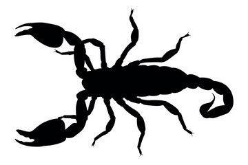 Vector art of Black scorpion silhouette isolated on white background