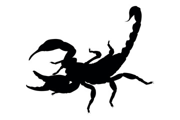 Vector art of Silhouette of a scorpion isolated on white background