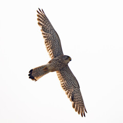 Kestrel bird soaring in the sky	
