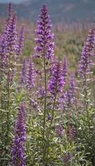 Obraz premium Lush purple sage blossoms reach for the sun, showcasing intricate flower details and vibrant color , nature, flowers, blooms