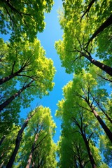 Obraz premium Majestic beech trees reaching towards a vibrant blue sky, nature, atmosphere, environment