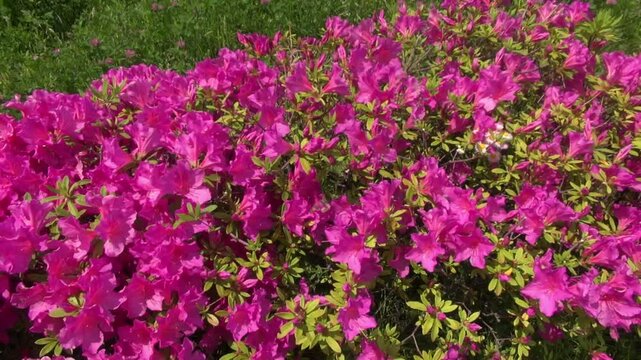 ブーゲンビリア 花壇