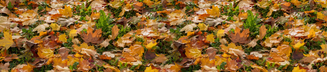 Panorama Colorful Autumn Leaves Scattered Across Grass in a Natural Setting