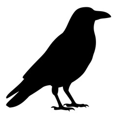 Raven silhouette standing with a black fill on a white background image