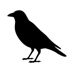 Elegant black crow silhouette standing against a stark white background image