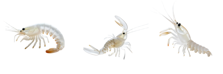 Set of A white translucent shrimp images isolated on a transparent background