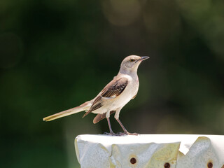 birds, baby birds, owls, baby owls, black bird, heron, mockingbird, grackle, 
