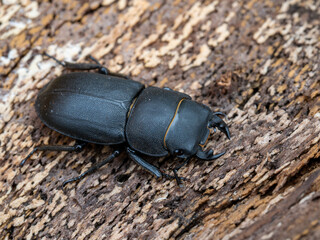 Stag Beetle on Tree Bark Surface – Macro Wildlife Photography