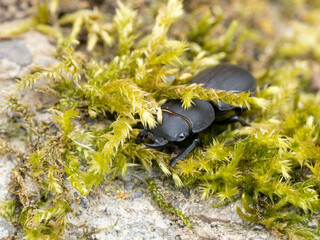 Stag Beetle Hiding in Moss on Rocky Forest Floor