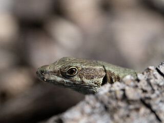 Close-Up of Lizard Peeking Over Rock in Natural Habitat